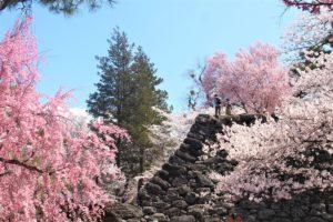 小諸城の日本100名城・桜