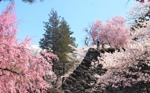 小諸城の日本100名城・桜