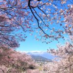 高遠城の桜まつり